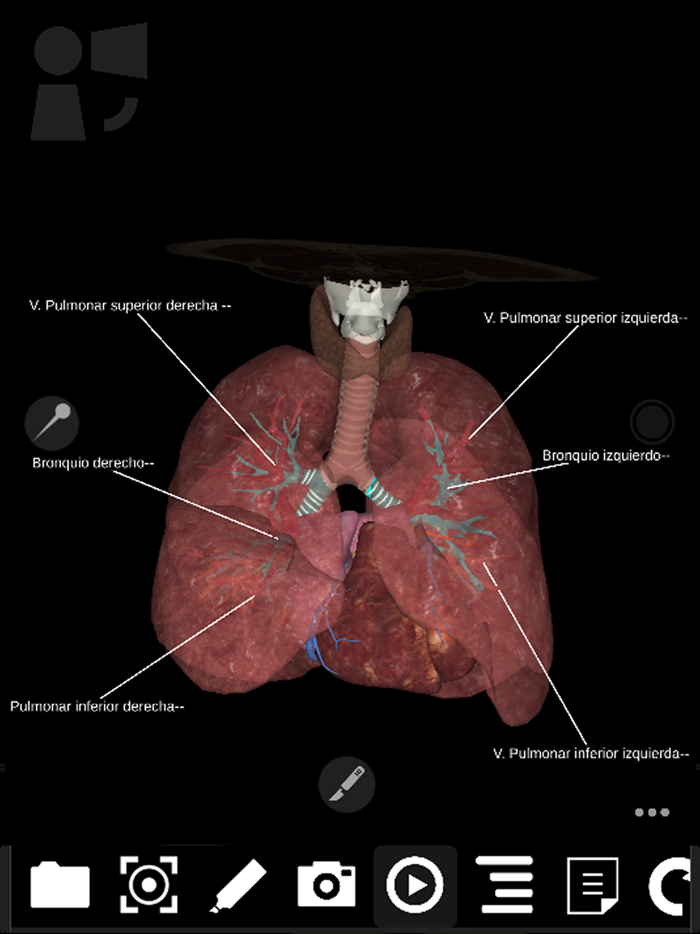 3Dissect Thorax