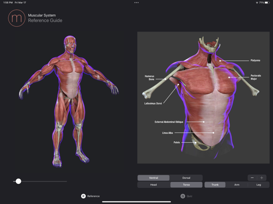 Screenshot #4 pour Muscle Study Guide