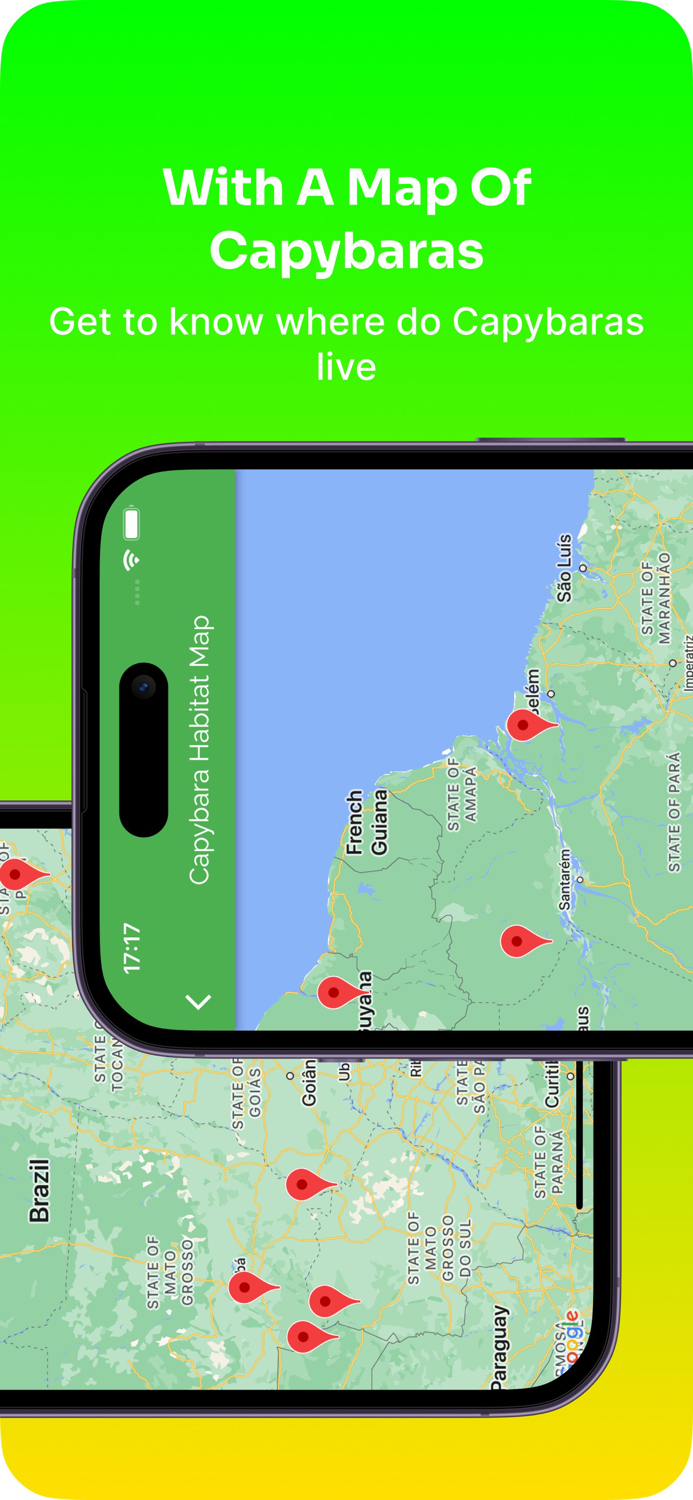 Capybara Care Guide and Fun