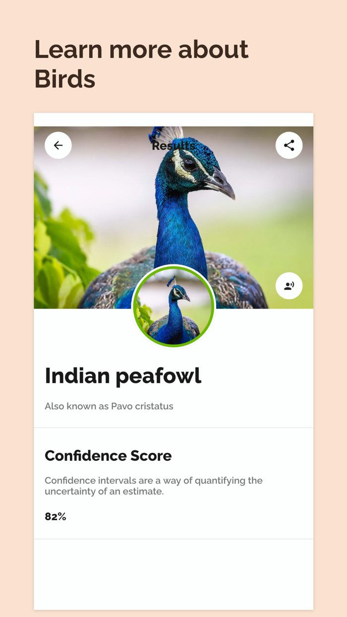 Bird Identifier Bird Id