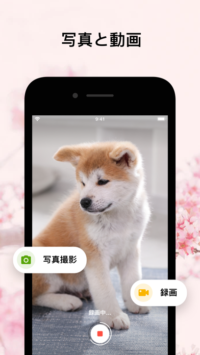 Barkio: 犬用お留守番カメラ screenshot1