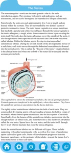 Male Reproductive System screenshot #6 for iPhone