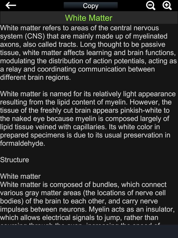 Brain and nerves Anatomy