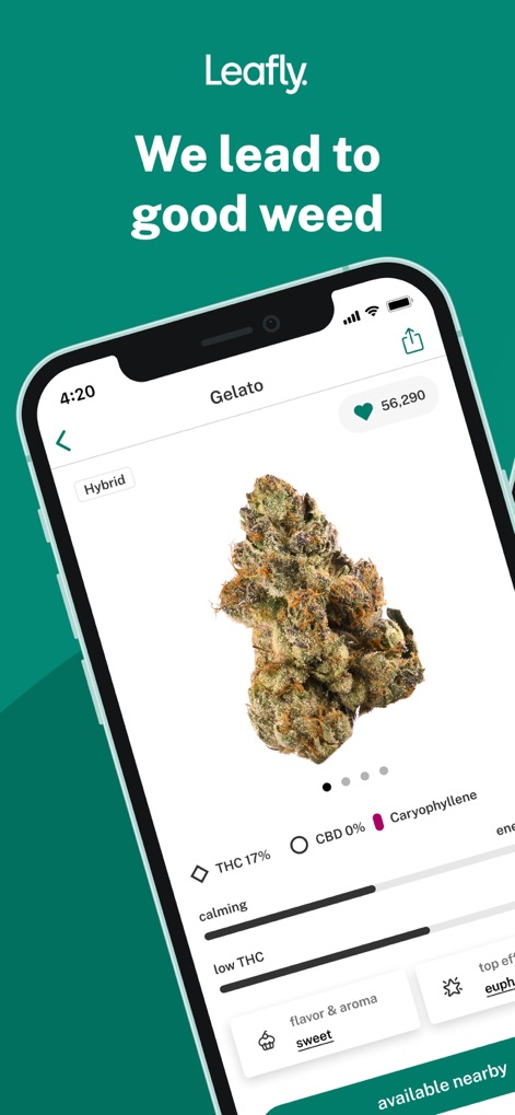Leafly: Find Weed Near You - 사용자는 이 화면에서 '젤라토'와 같은 특정 품종의 자세한 정보를 확인할 수 있으며, THC 17%와 같은 주요 성분 정보 및 '스위트'와 같은 맛과 향 프로필을 한눈에 볼 수 있습니다.