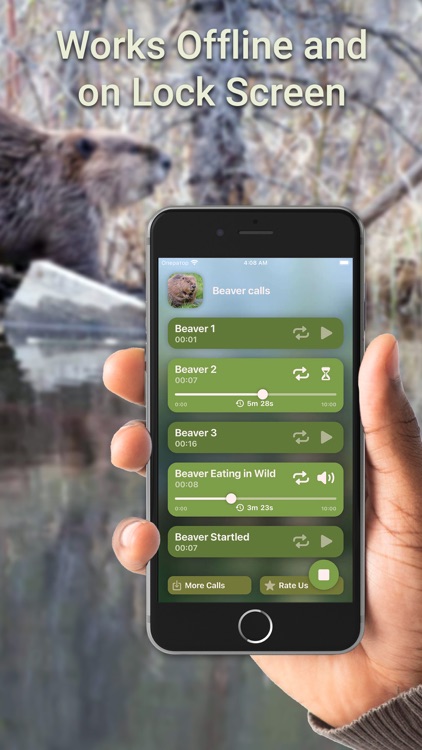 Hunting Calls: Beaver