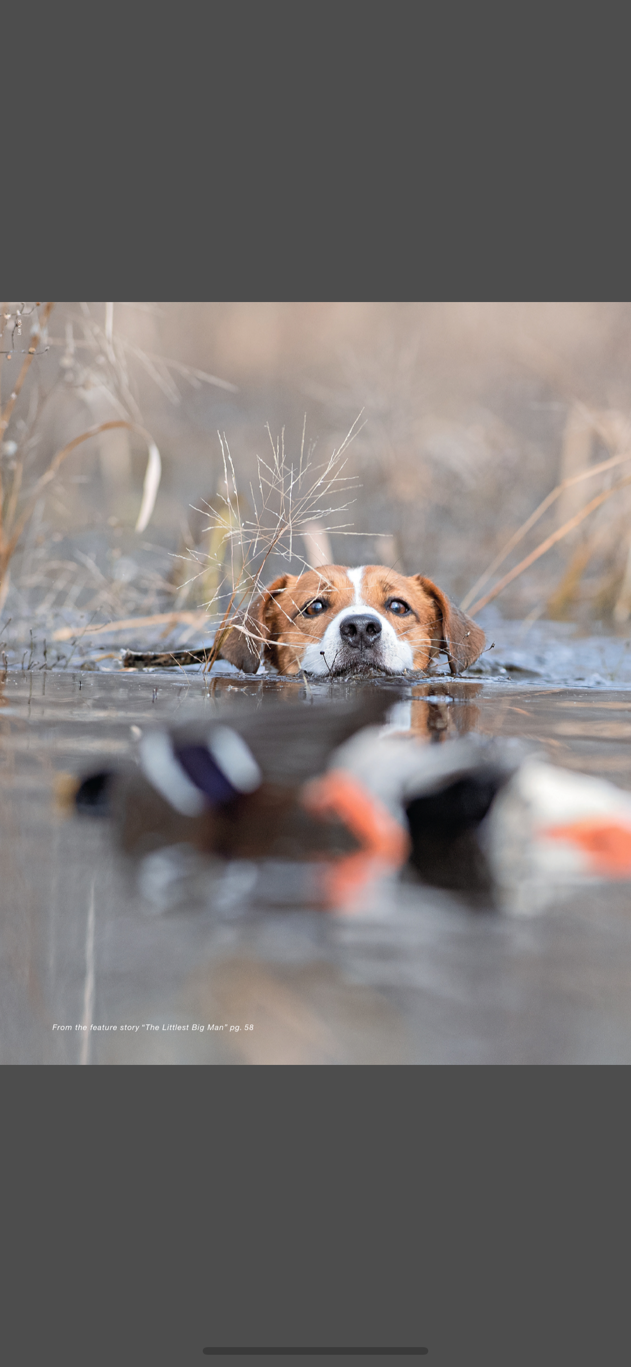 Gun Dog Magazine