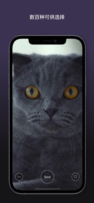 App Store 上的 猫动态壁纸