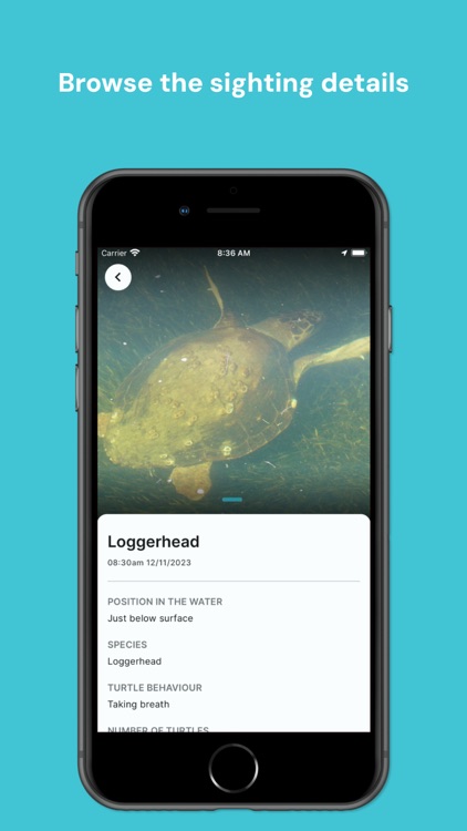 In-Water Sea Turtle Sighting