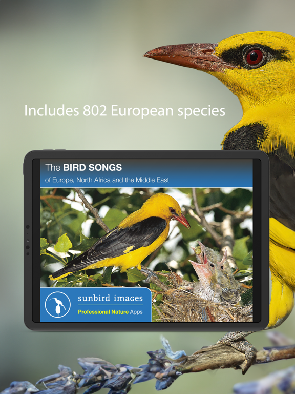 Screenshot #4 pour BIRD SONGS Europe North Africa