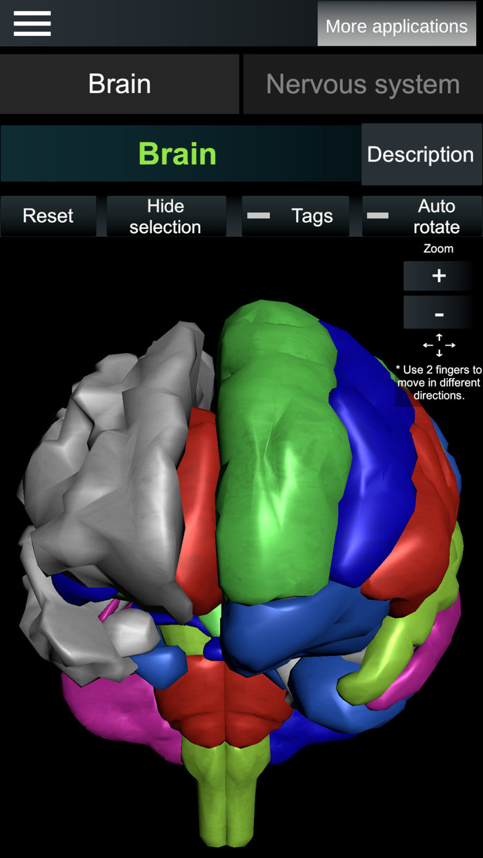Brain and nerves Anatomy