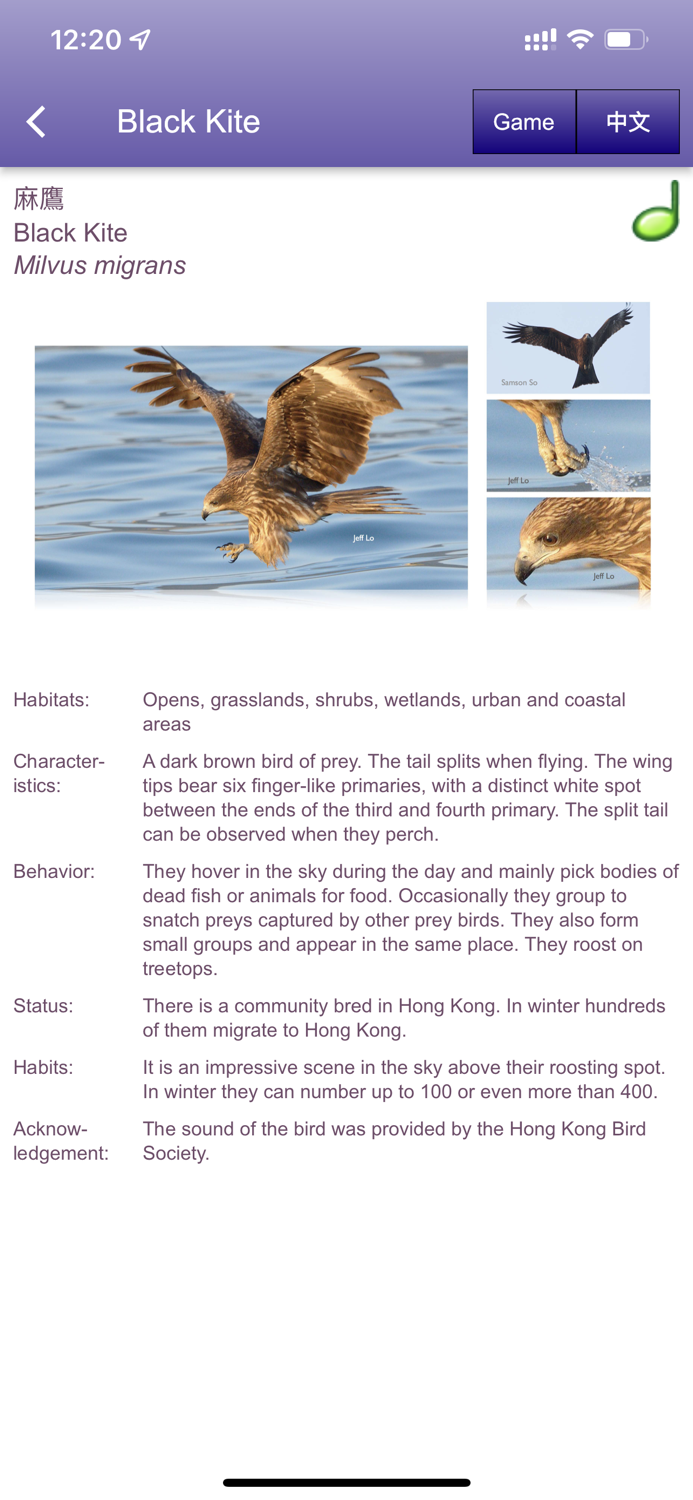 中大鳥  Birds of CUHK