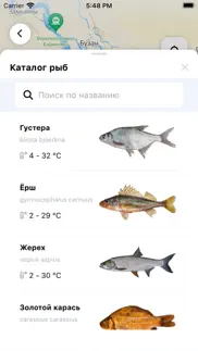 Точка клева айфон картинки 2