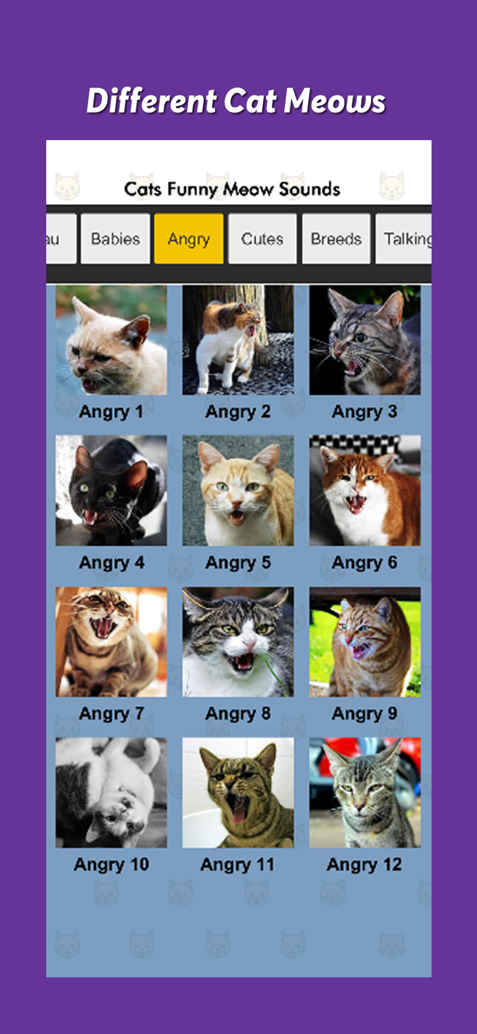 Cats Funny Meow Sounds