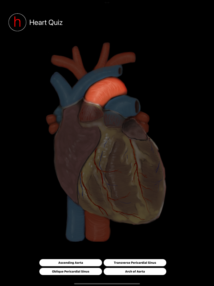 Human Heart Anatomy Quiz