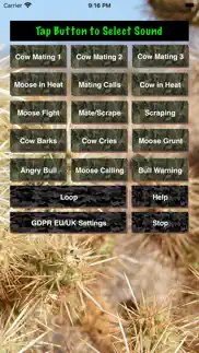 bull-cow moose hunting calls iphone screenshot 1