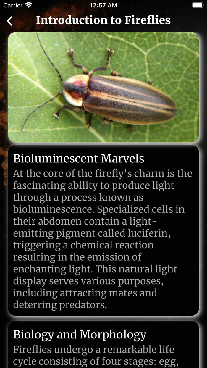 Fire Flyte  Fire Fly Explorer