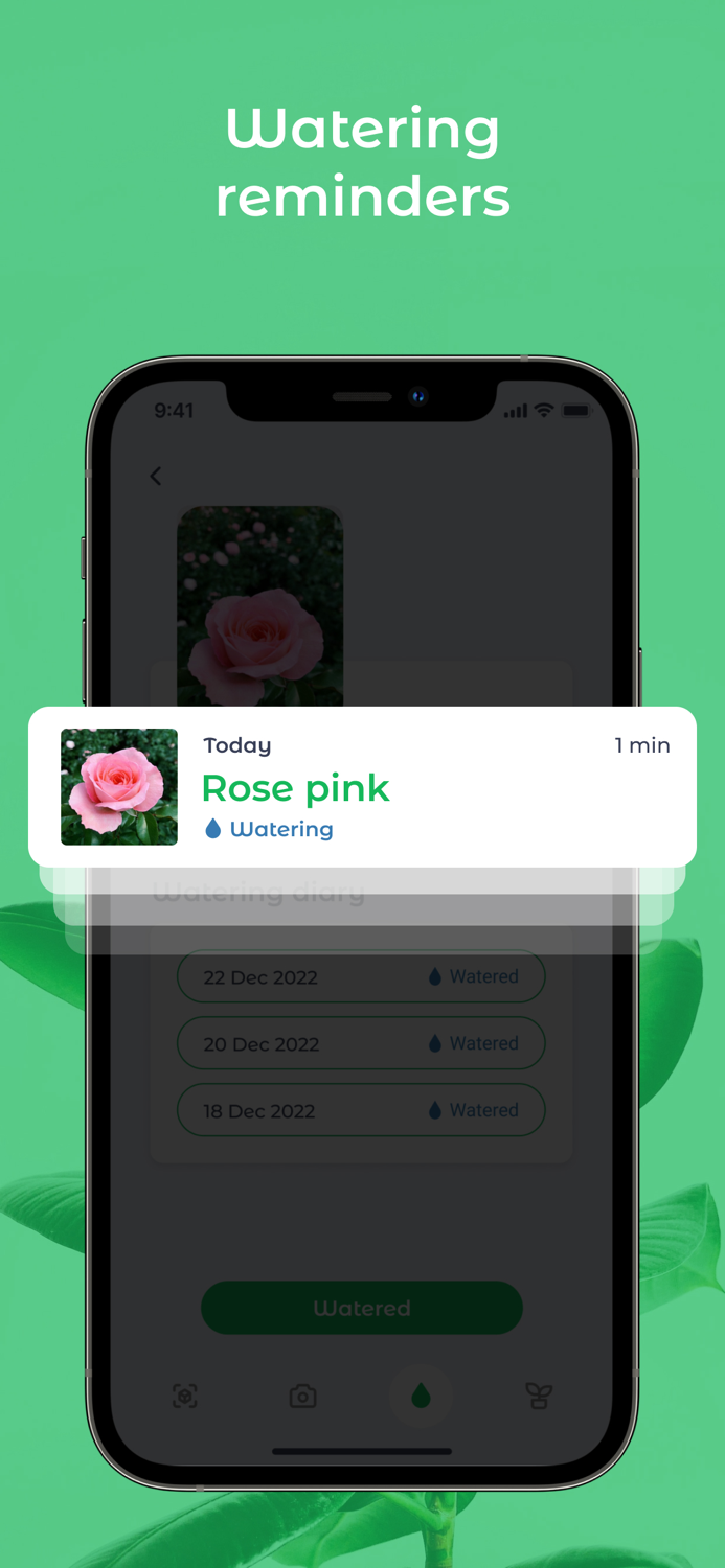 The Plant - Care and Identifier