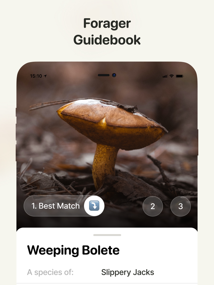 Fungi Mushroom Identification