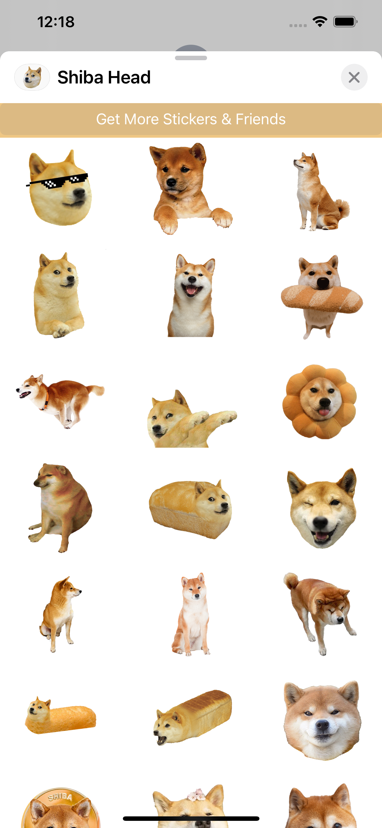 Shiba Dog's Head