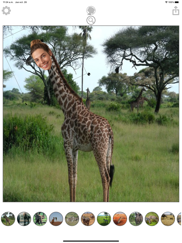 Animals montage with photos