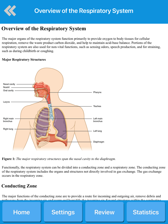Screenshot #6 pour Respiratory System Anatomy