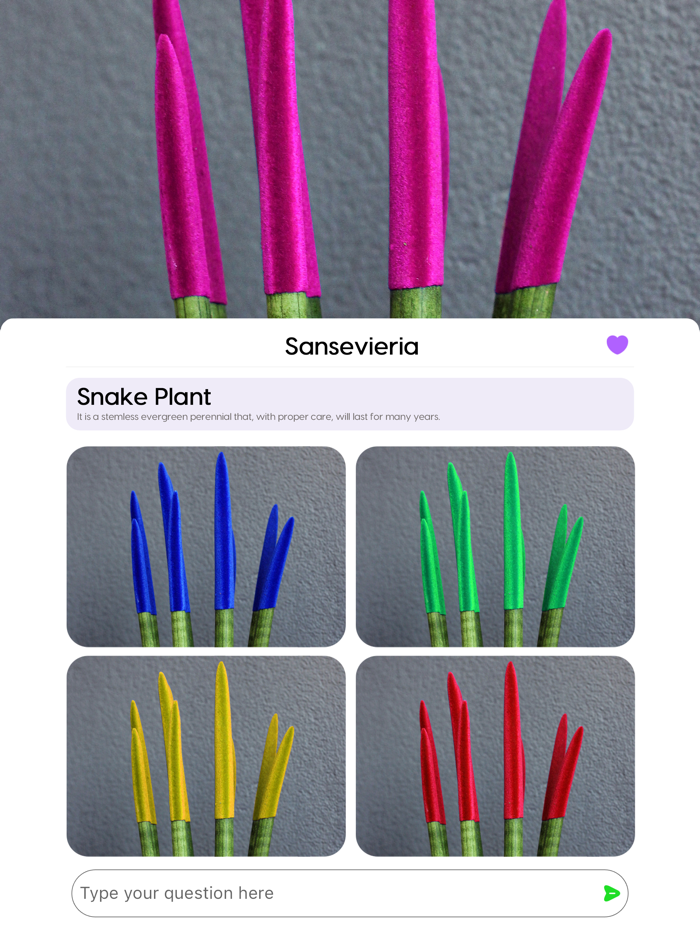 Plant Pic Identifier