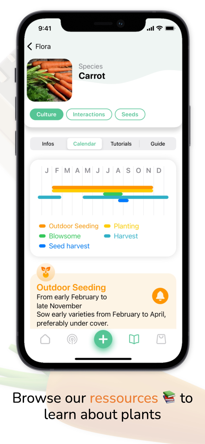 Tomate and Basilic- Permaculture