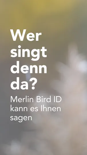 Screenshot von Merlin Bird ID Von Cornell Lab auf dem iPhone 1