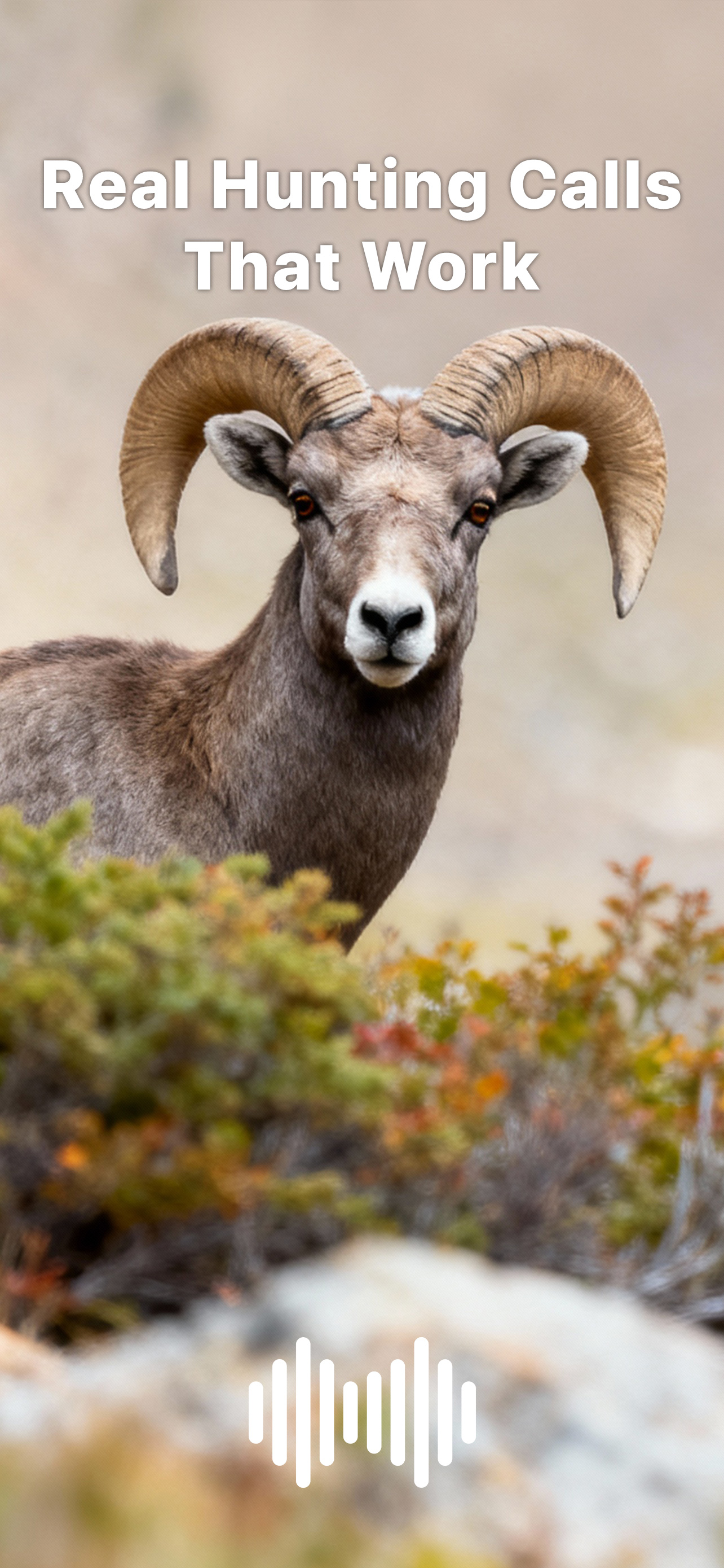 Hunting Calls: Sheep