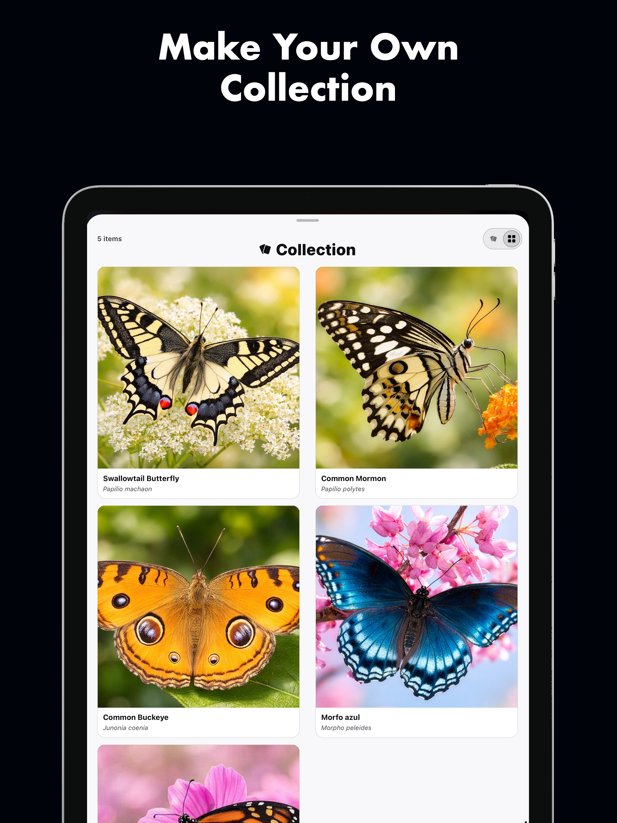 Butterfly Identifier: AI Scan