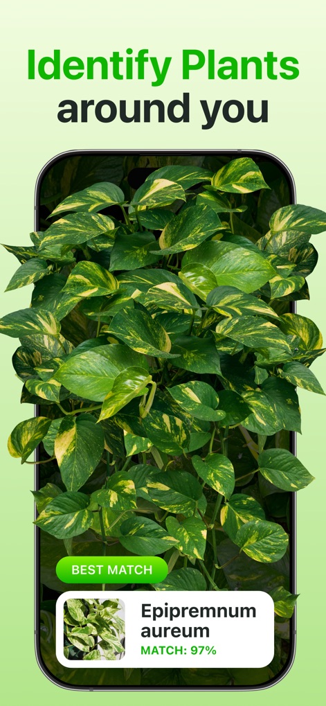 Plant Identifier & Care App - Users can effortlessly identify plants by snapping a photo, instantly revealing the plant's name and its high match confidence percentage.