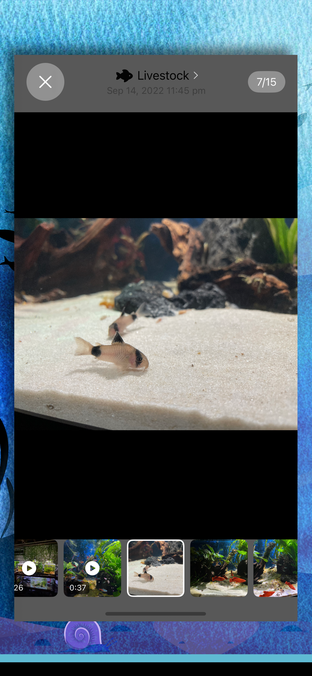 Fishroom – aquarium journal