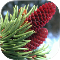 iForest - Bäume und Sträucher