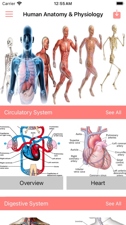 Human Anatomy and Physiology +