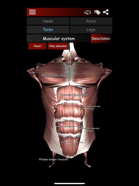 Muscular System 3D (anatomy) iPad screenshot 5 - Medical app