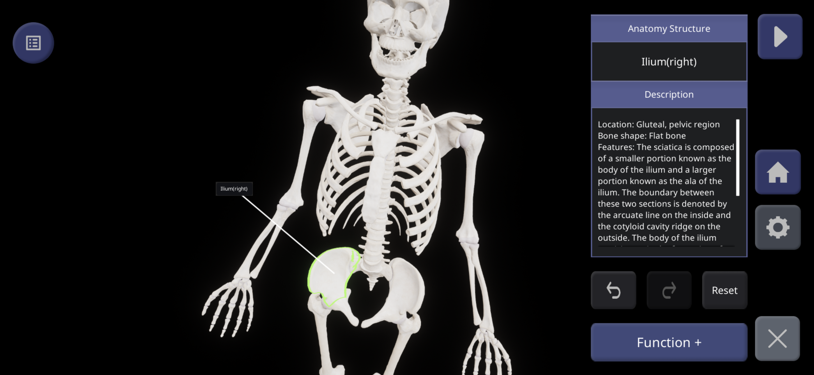 MEDIP Box Anatomy - 3D Cadaver