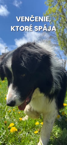 DogMeet screenshot