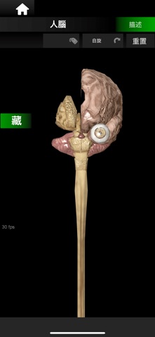 ORGANS 3D (ANATOMY) screenshot