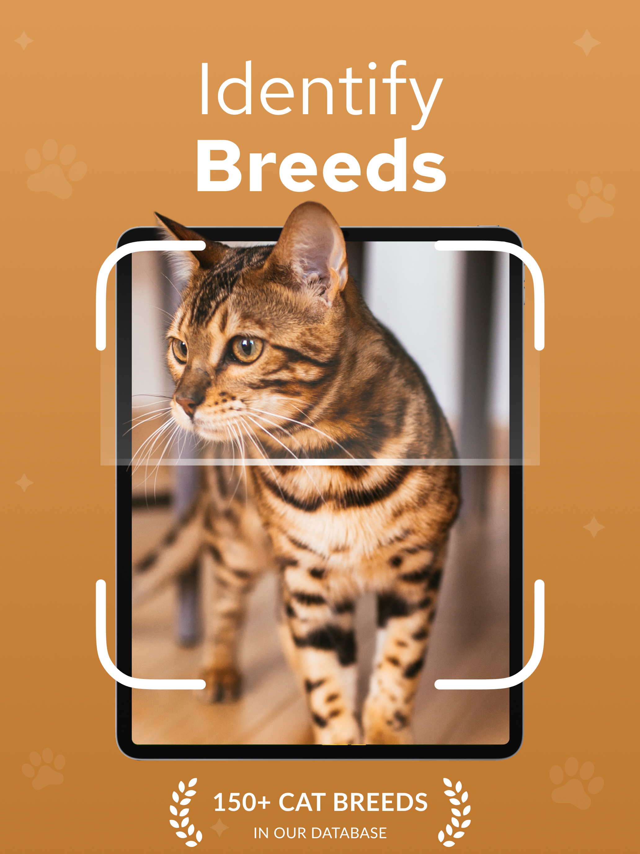 Cat Breed Identifier – Catium