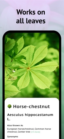 Tree Leaf Identifier Screenshot 8 of 8