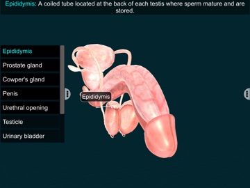 Male Repro Sys - EduTech Era iPad screenshot