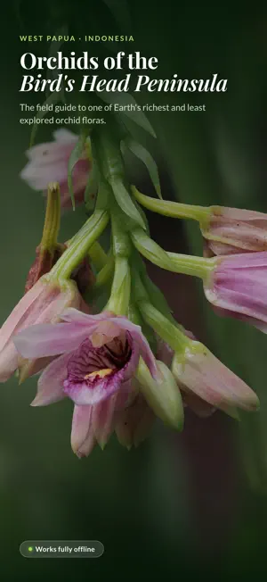 Vogelkop Orchid Key screenshot 1