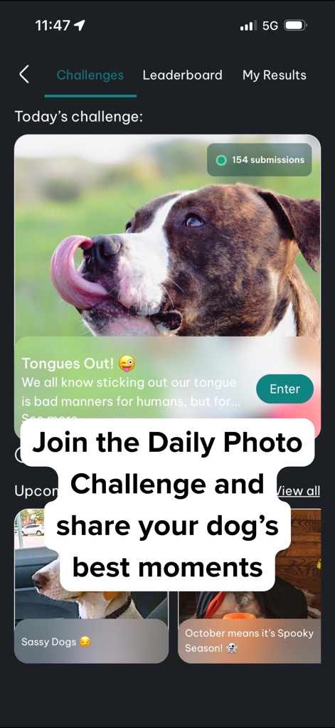 DogPack: Dog Friendly Spots - O aplicativo incentiva a participação em desafios fotográficos diários, como o "Tongues Out!", onde os usuários podem enviar fotos e ver o número de submissões.