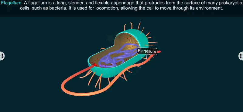 Prokaryotic Cell - EduTech Era screenshot 3 of 4