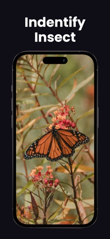 Insect Identifier - Insectby Screenshot 2 of 4