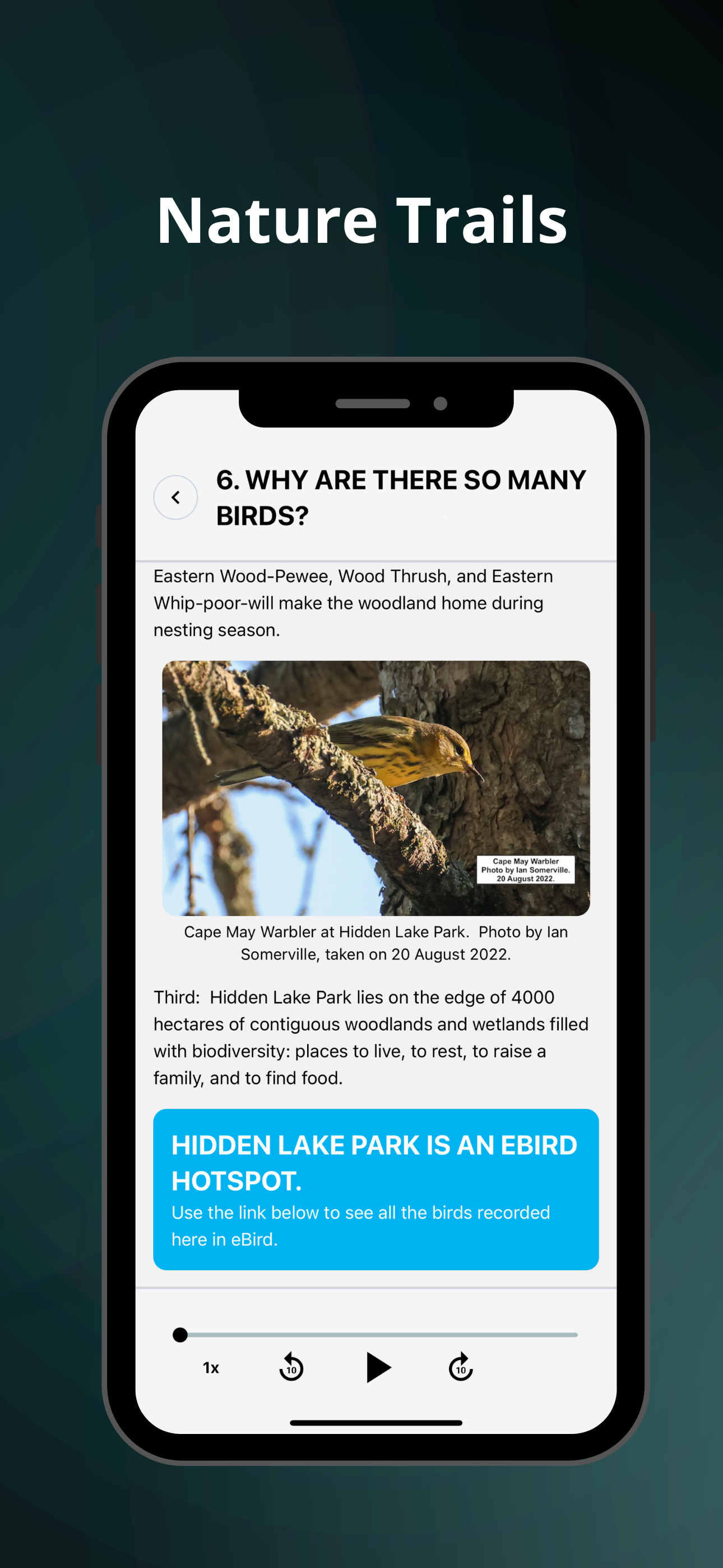 Pintales screenshot 5