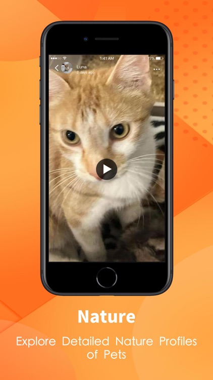 KittyPark - find a dream cat