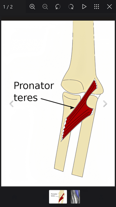 Learn Muscles Anatomy