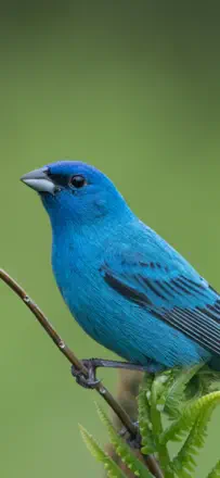 Audubon Bird Guideのスクリーンショット（2/6）