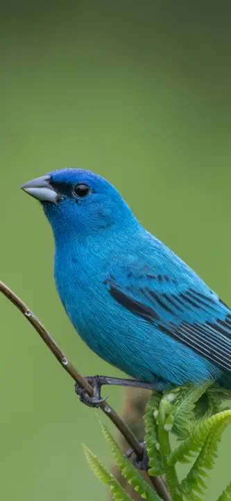 Audubon Bird Guide: Screenshot 2 von 6